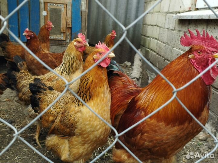 Инкубационные яйца Кученские юбилейные