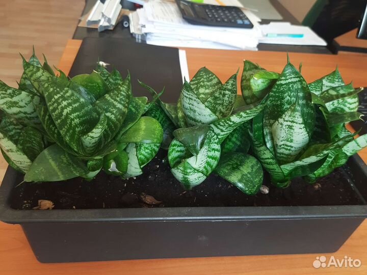 Сансевиерия Хана