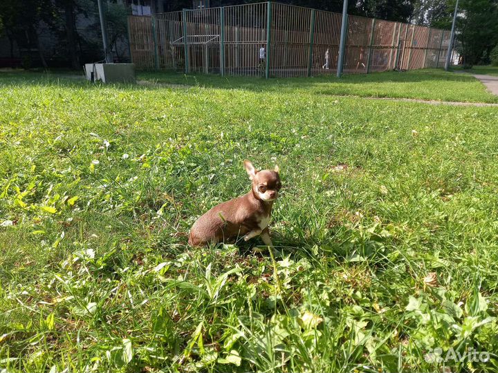 Чихуа хуа суперский мальчик