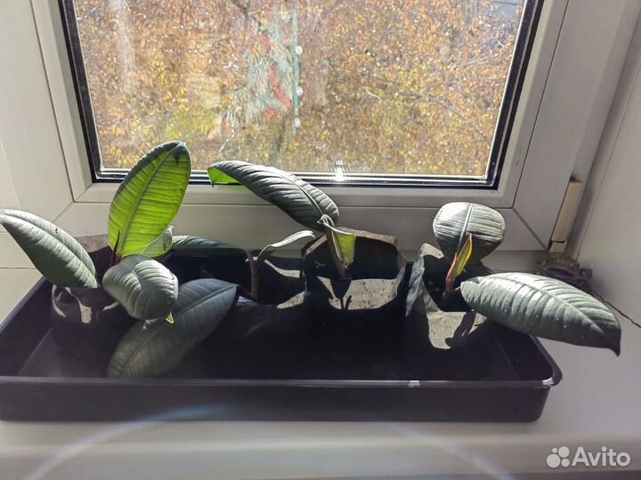 Фикус каучуконосный