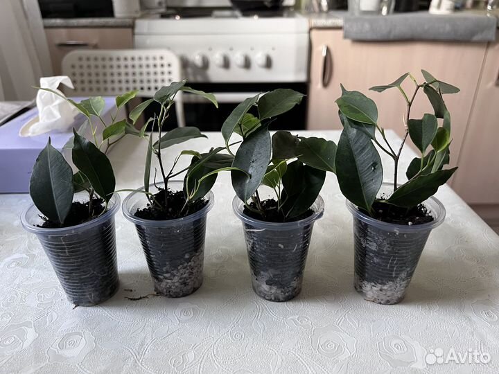 Фикус бенджамина Анастасия