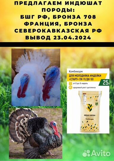 Суточные Индюки и Бройлеры