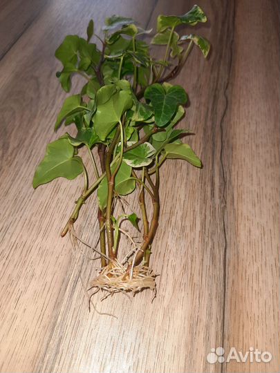 Плющ хедера варигантная