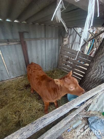 Телочка 2 месяца