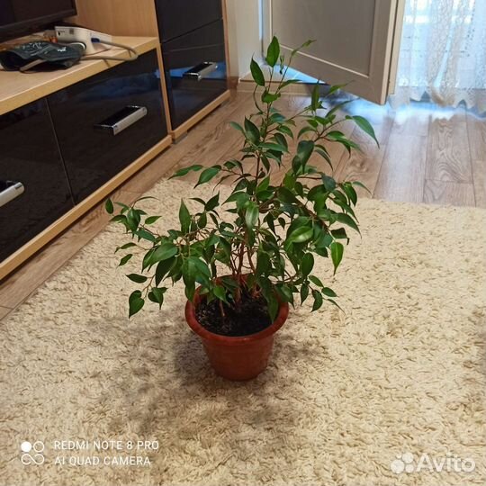 Фикус бенджамина