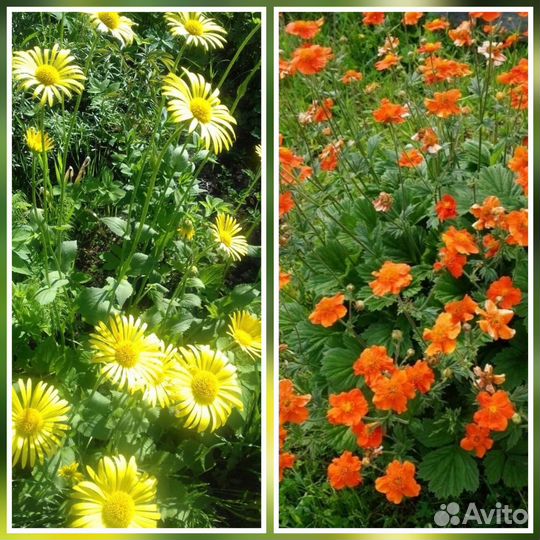 Многолетние цветы для сада, дачи, гравилат