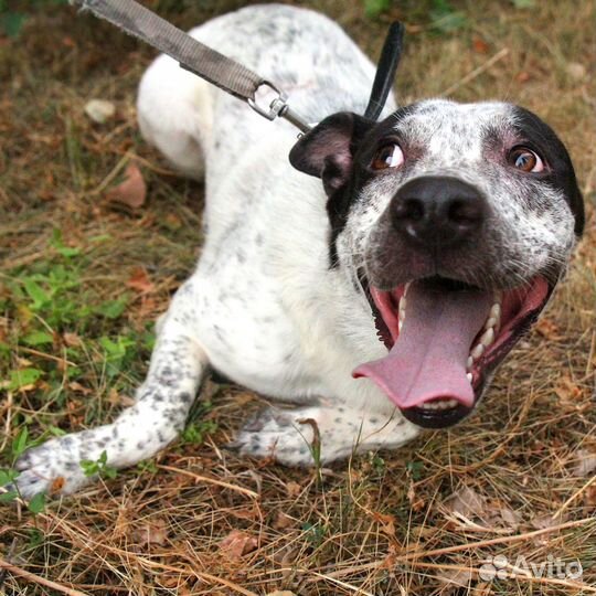 Локи ищет дом :)