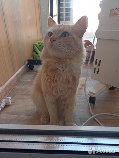 Кот в добрые руки