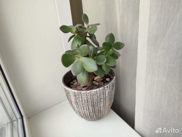 Денежное дерево толстянка крассула