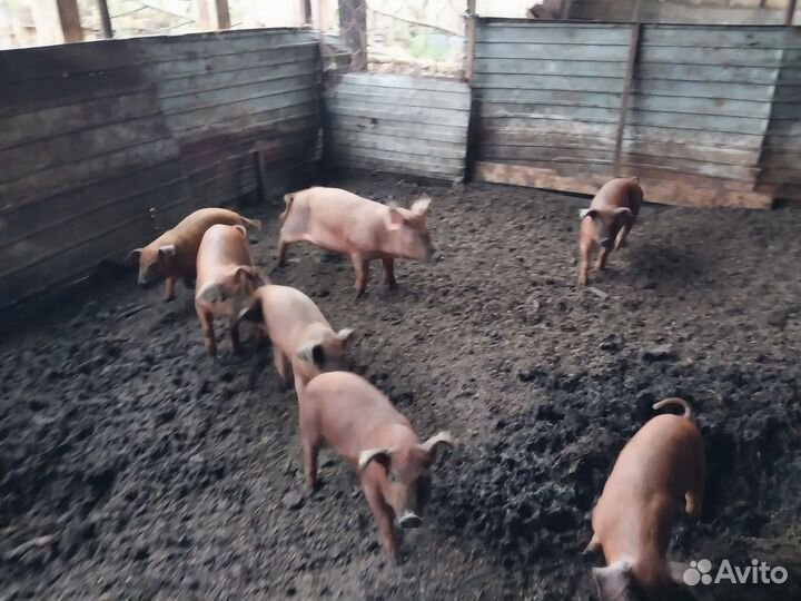 Поросята дюрок