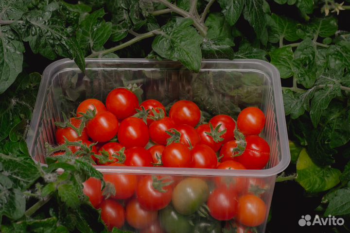 Ищу партнера для запуска вертикальной сити-фермы