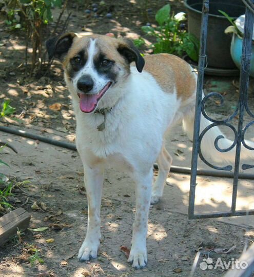 Особенная Лиза ищет дом