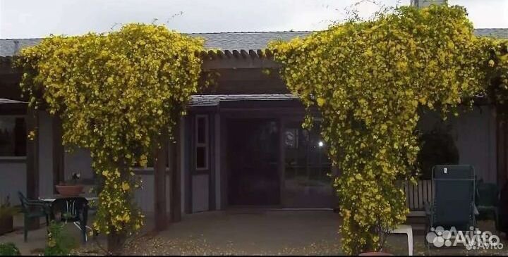 Садовый зимний жасмин