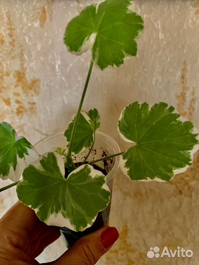 Пеларгониярозовая, красная, коралловая, белая