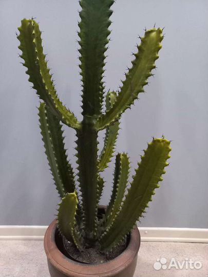 Искусственные растения