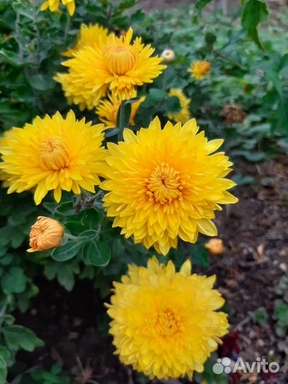 Хризантема солнечная долгоцветущая и другие