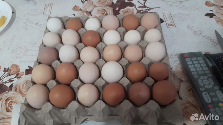 Инкубационное яйцо домашних помесных кур