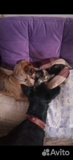 Собака в добрые руки