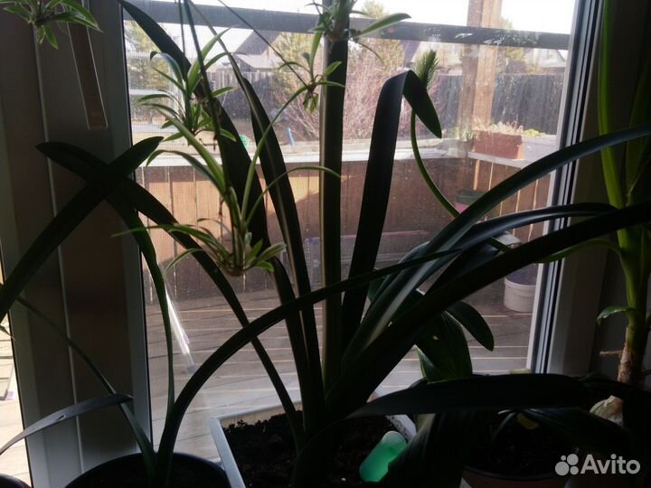 Кливия желтая