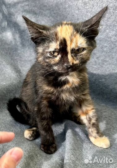 Ласковый котенок девочка ищет дом