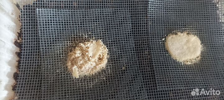 Гриндальский червь