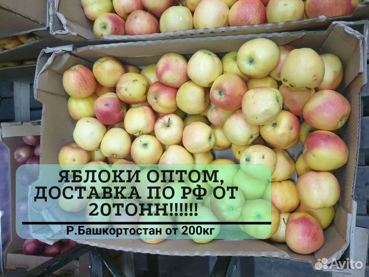 Яблоки оптом от 200 кг
