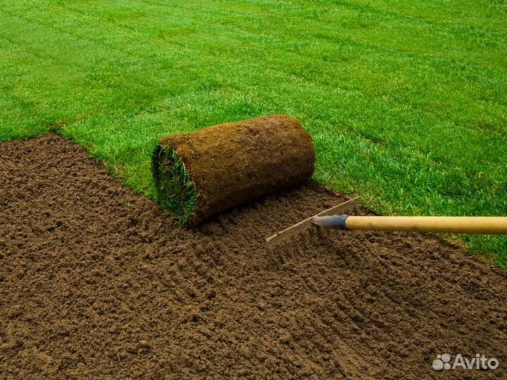 Рулонный газон от производителя
