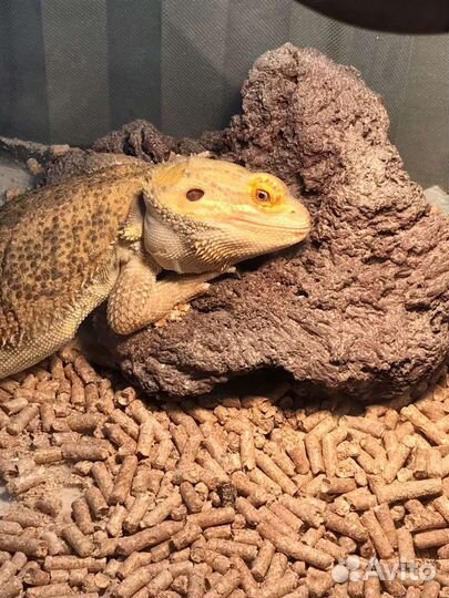 Бородатая агама