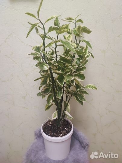 Педилантус