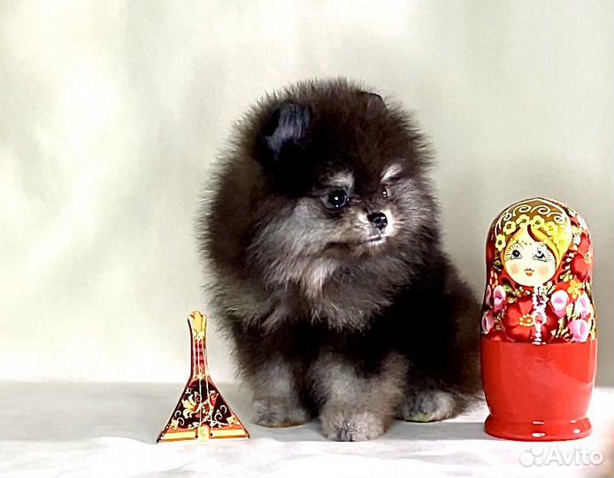 Щенки померанцы