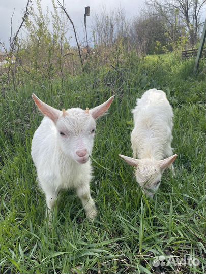Козлята