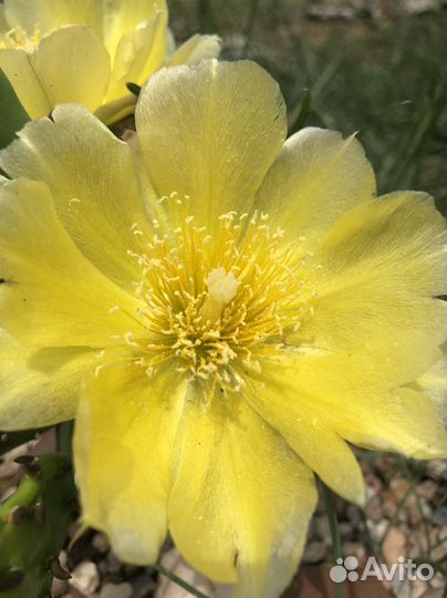 Кактус Опунция, юкка (пальма)