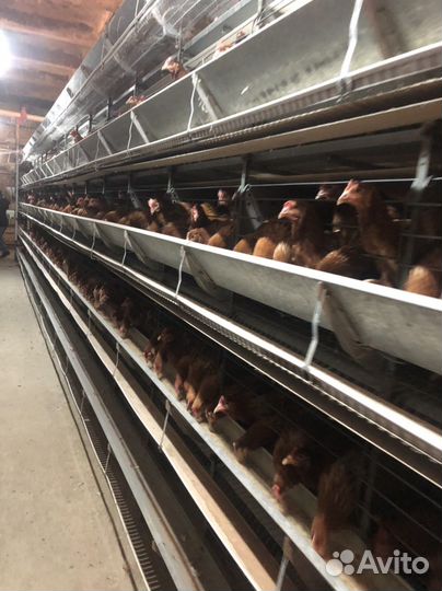 Яйцо куриное оптом С1,С2,С0,св