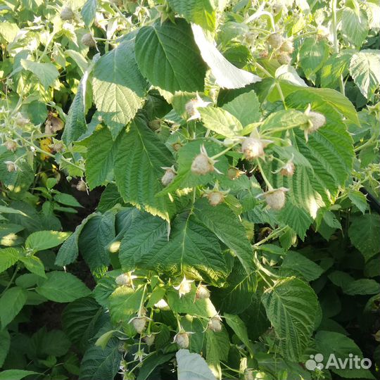 Саженцы ремонтантной малины