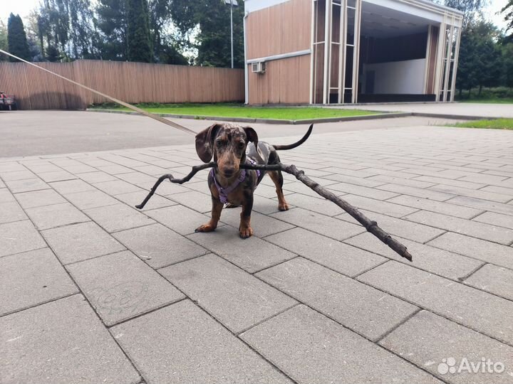 Мраморная карликовая такса