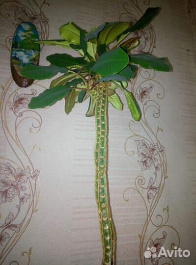 Молочай ребристый