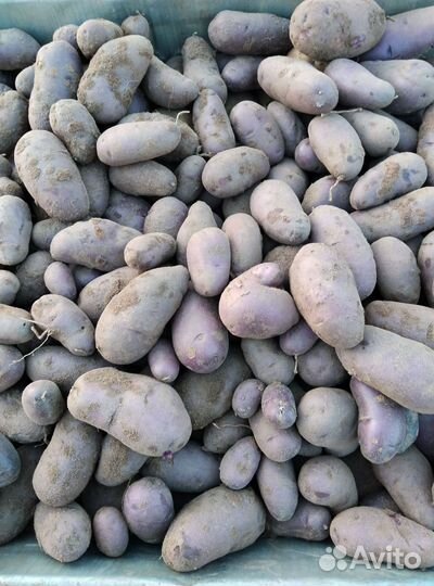 Картофель фиолетовый