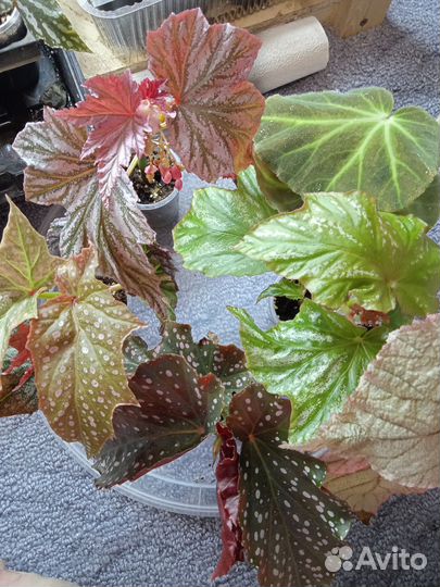 Бегонии набором