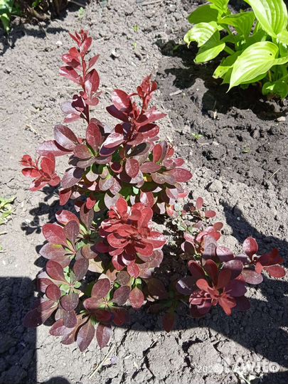 Растения для сада