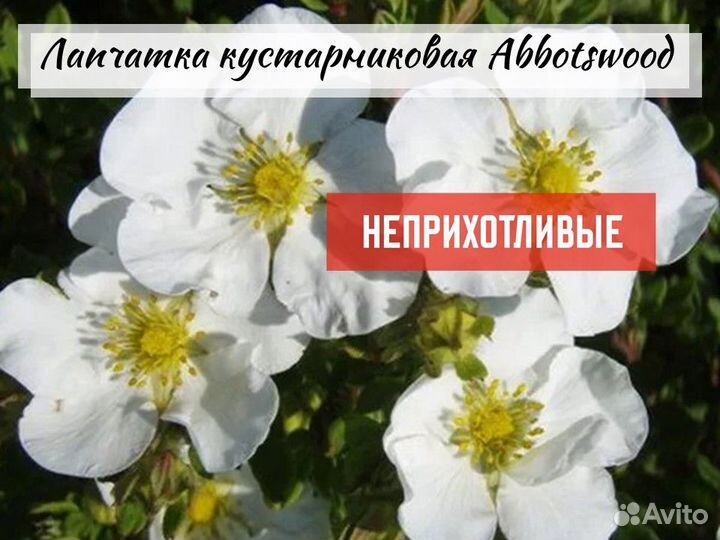 Декоративные кустарники зкс