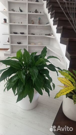 Спатифиллум