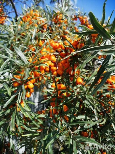 Саженцы облепихи