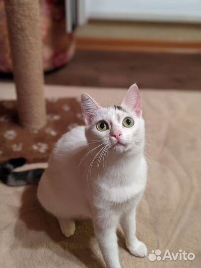 Красивая котейка совершенно бесплатно)