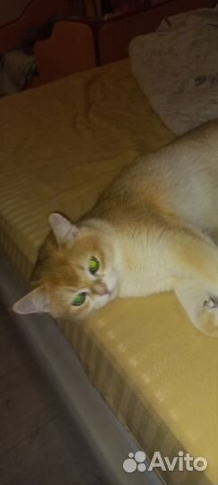 Британская золотая шиншилла