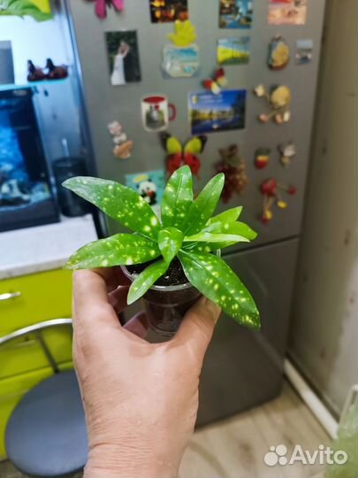 Кротон Брызги Шампанского и др