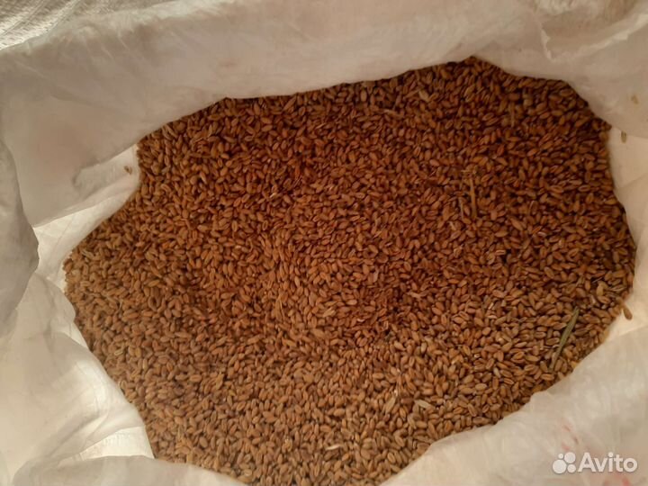 Горох,Пшеница,кукуруза,овёс, ячмень