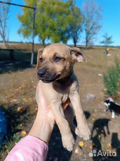 Маленькая собака Оливия в самые добрые руки