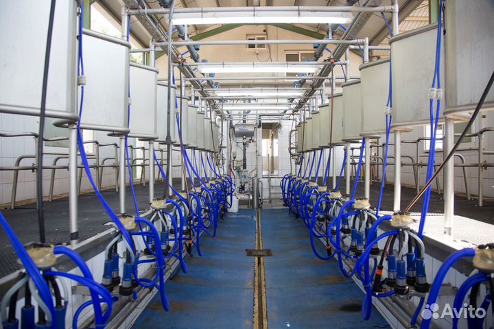 Доильный зал елочка scr для коров