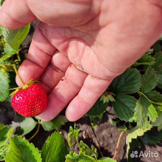 Рассада клубники азия, клери