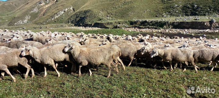 Овцы